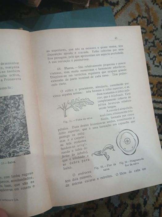 Américo Areal, Compêndio de Botânica
