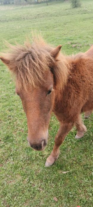 Sprzedam ogierka hucułka rocznego