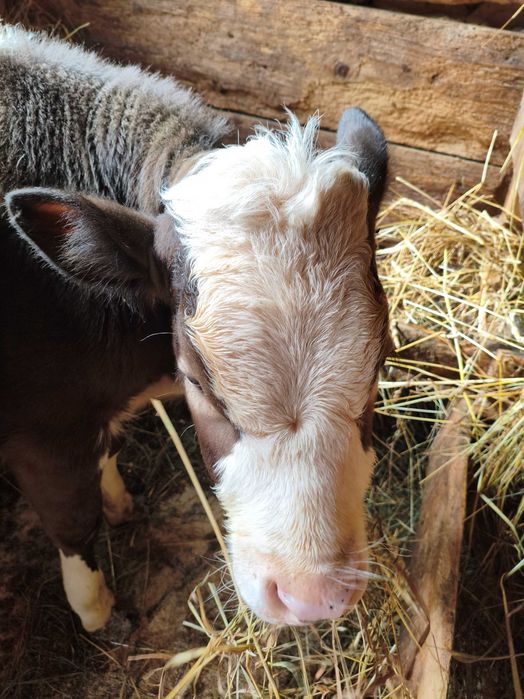 Теличка півроку