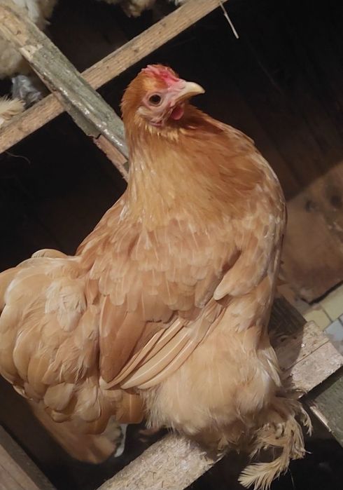 Продаю Карликові курочки і півні кохінхіни