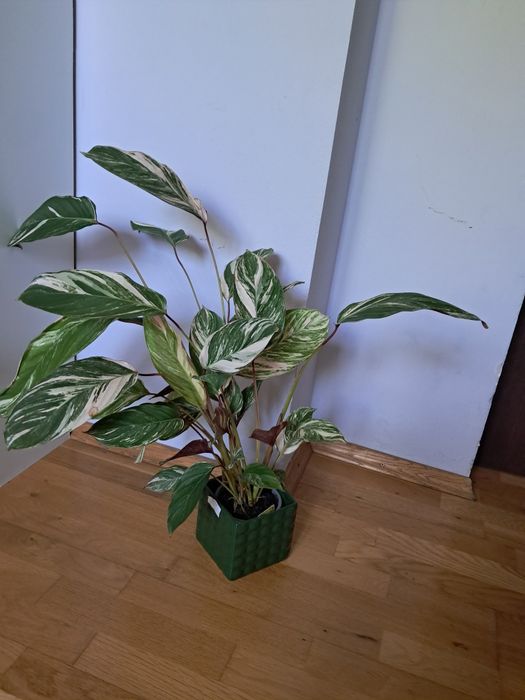 Calathea glazie pieknie wybarwiona