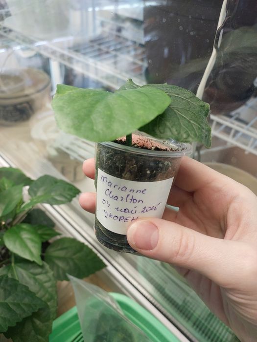 Сортовий гібіскус