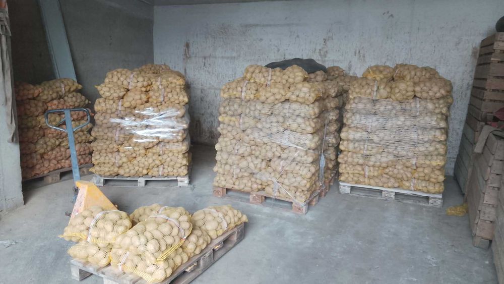 Ziemniaki jadalne Turek Malanów