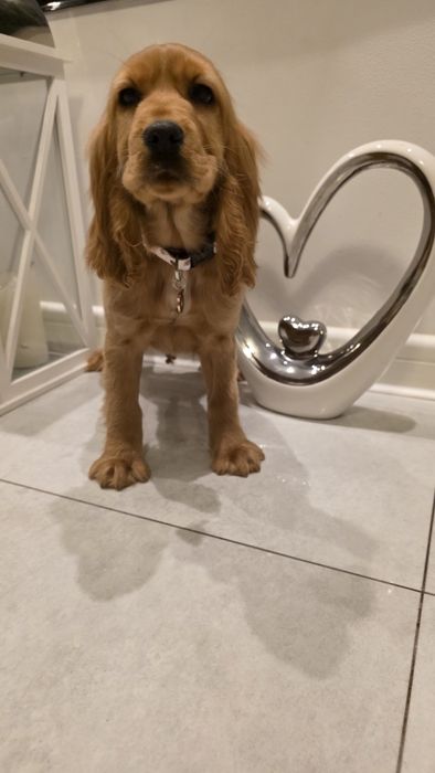 Cocker Spaniel dziewczynka