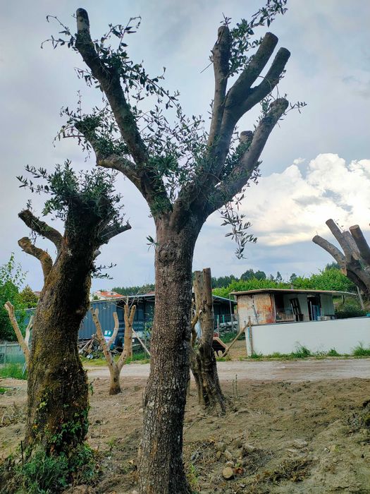 Oliveiras para venda