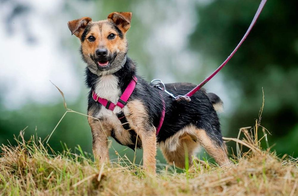 Bilonek- mały psiak bez ogonka