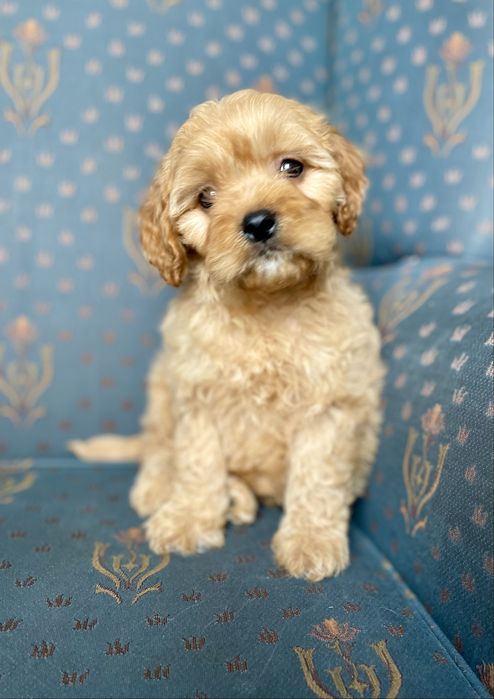 Cavapoo f1 sunia
