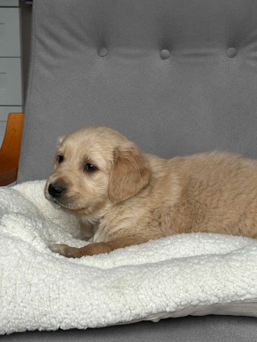 Pies Golden Retriever – złoty gotowy do odbioru