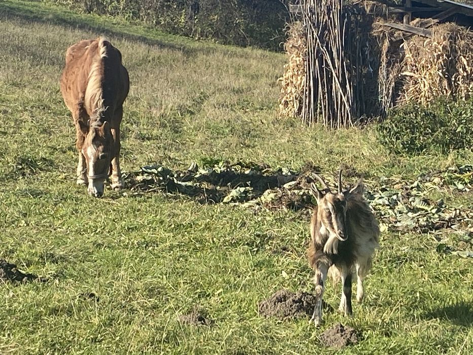 Продаються породисті альпійські кози і козенята