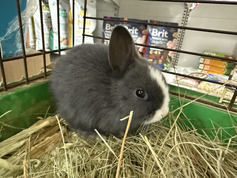 Кролики МИНИ ( до 500 грамм)