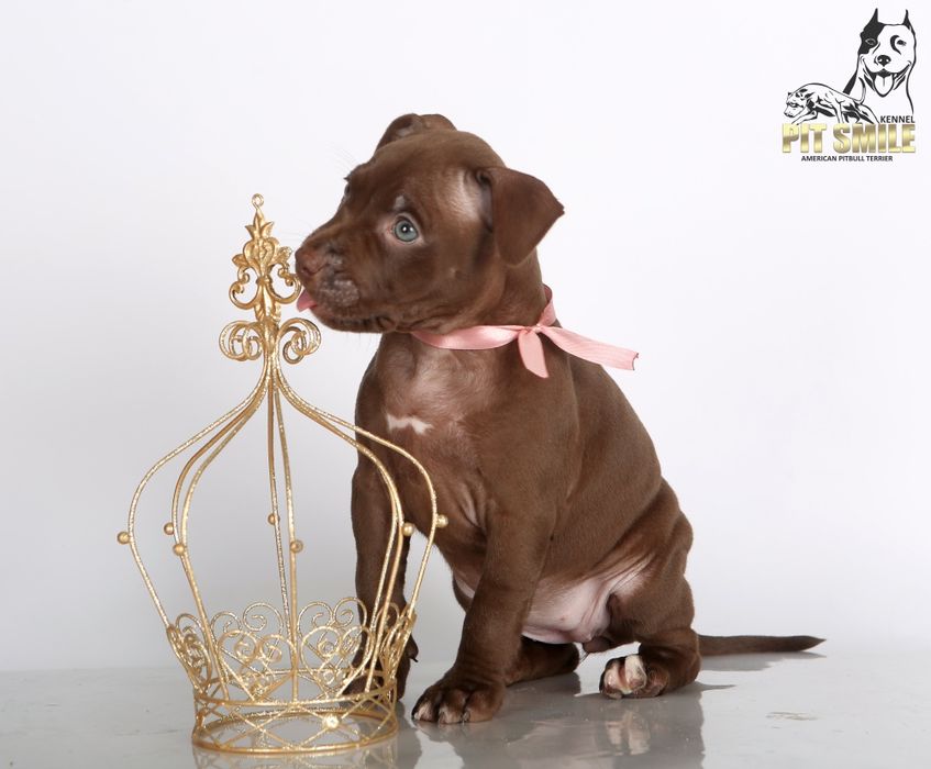 Лучшая девочка Американского Питбультерьера.Питбуль