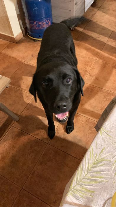 Petsitting e dogwalking438131563954841603