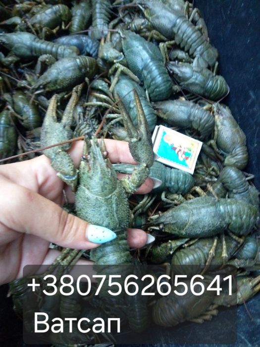 Живі раки, опт/розница