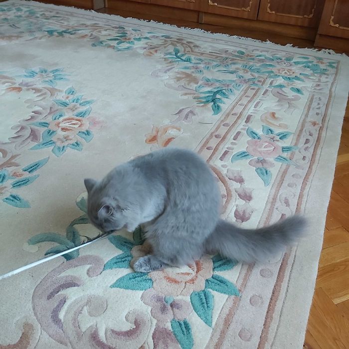 Коти киця шотландська голуба скотіш страйт