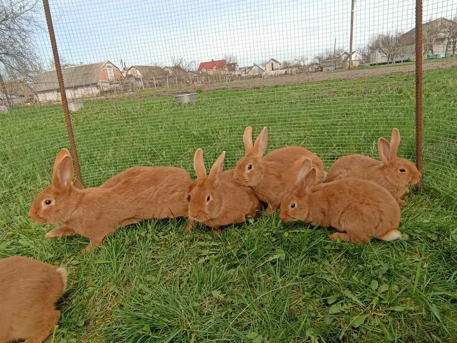 Кролик, кролики, кролі, бургундія