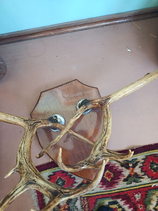 Оленьи рога по факту на дереве