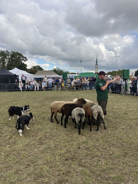 Piesek Border Collie ZKwP FCI błękitnooki