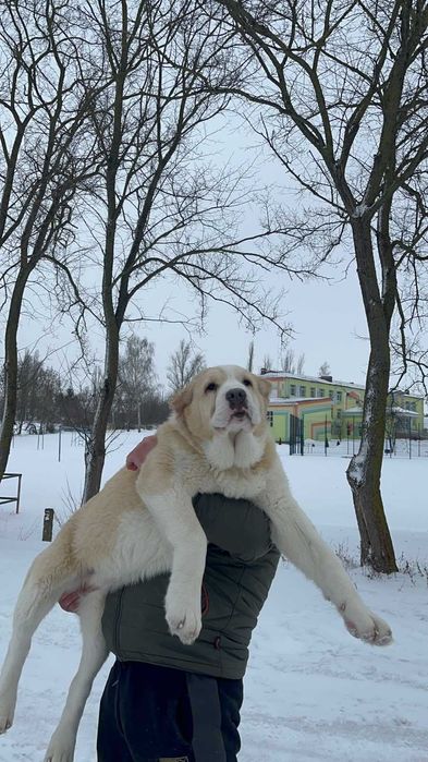 Среднеазіатська вівчарка