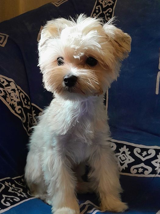 Golddust Yorkshire Terrier suczka