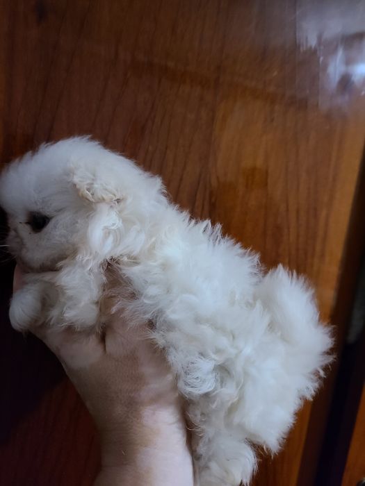 Королівські пекінеси чистокровні.