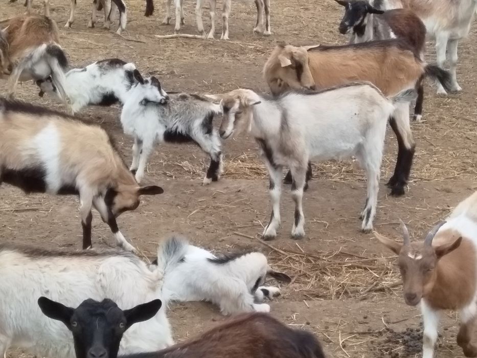 Продам м'ясо кози