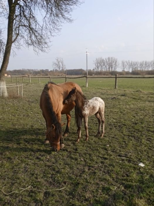 Sprzedam źrebną klacz huculska ze źrebakiem