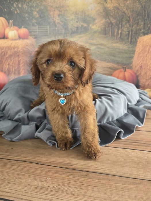 Cavapoo F1 cudowny i radosny szczeniak szuka kochajacego domu