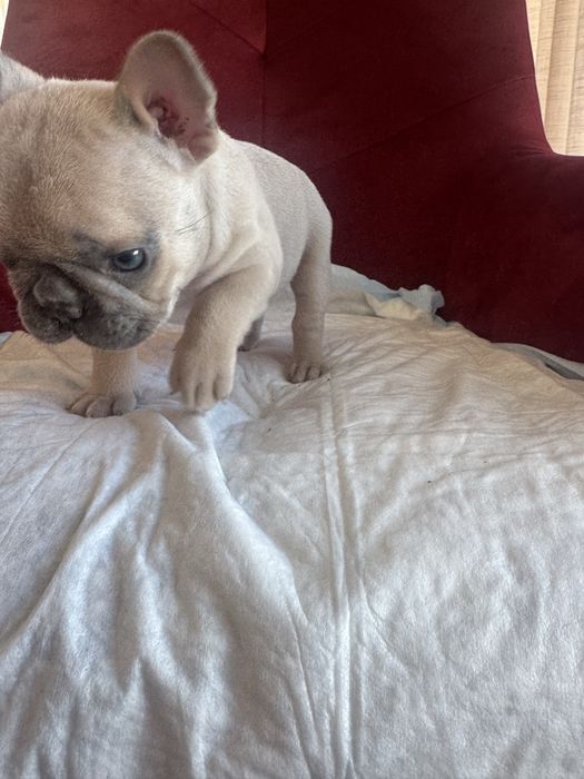 Vendo bulldog frances lilac fawn