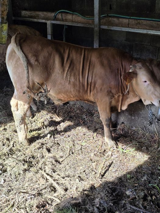 Vitelo minhoto 8 meses