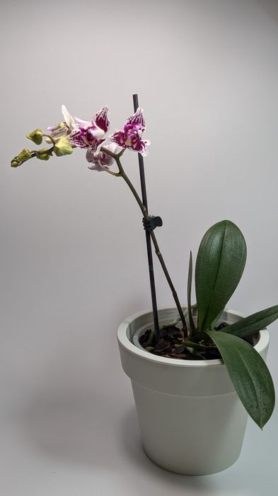Орхідея триліпс 2 рослини в горщику.