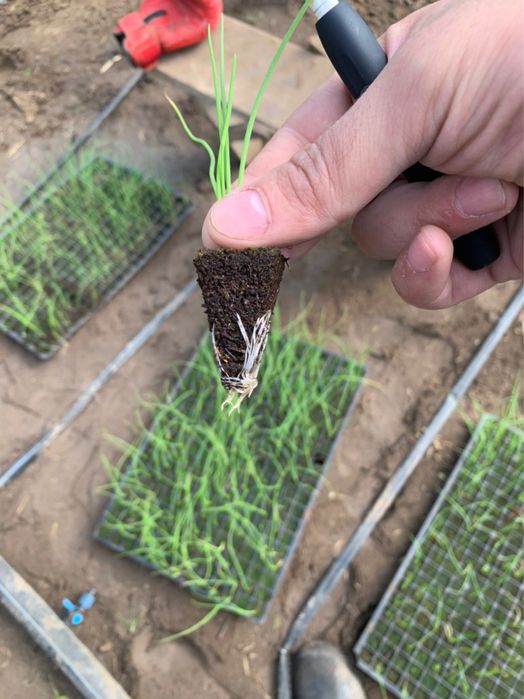 Вирощування любоі розсади на замовлення Выращивание рассады на заказ