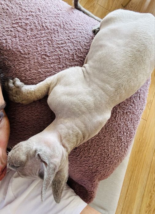 Kot Devon Rex chlopiec Enzo. Esencja miłosci