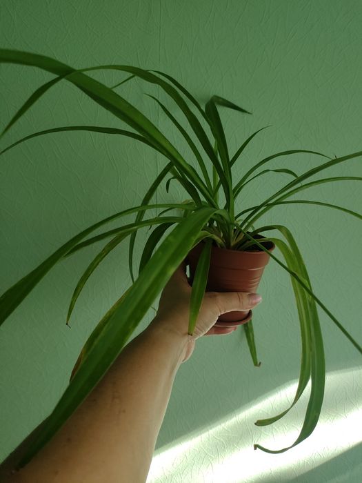 Продам вазон хлорофітум