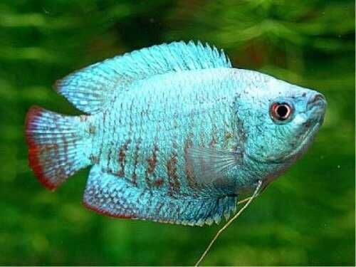 GB Prętnik Niebieski - dowóz ryb!