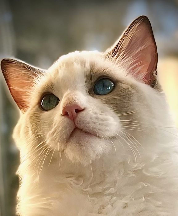 Kocurek Ragdoll - Eriv