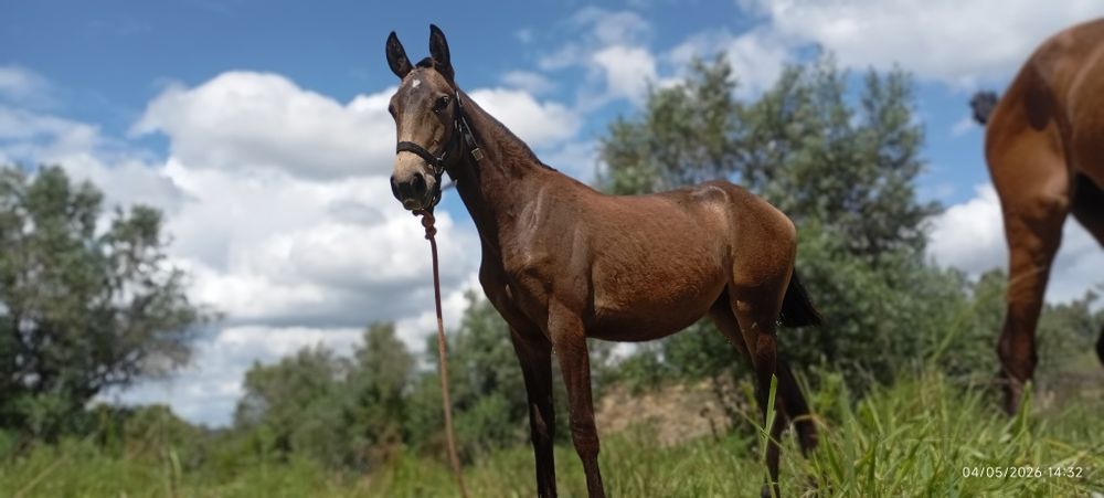 Poldra Lusitana baia 14meses