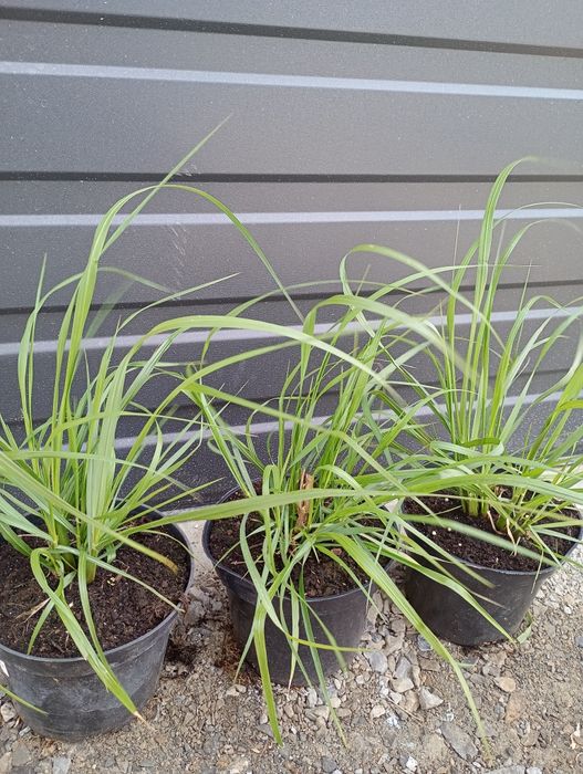 Rozplenica Moudry i Hameln c2/2 litrowa doniczka