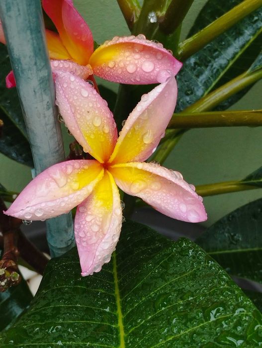 Poda de Jasmim manga ou plumeria.