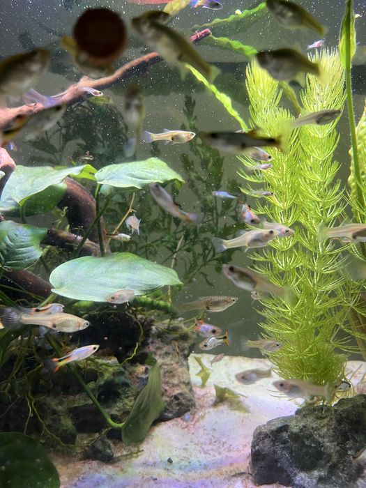 Gupiki endlera el silverado czysta linia/ gupik endler