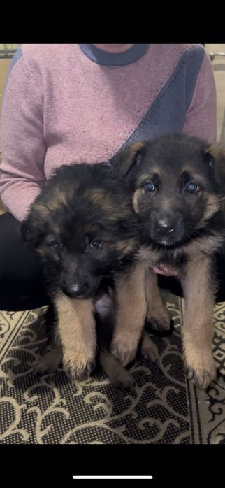 Продам щенят німецької вівчарки
