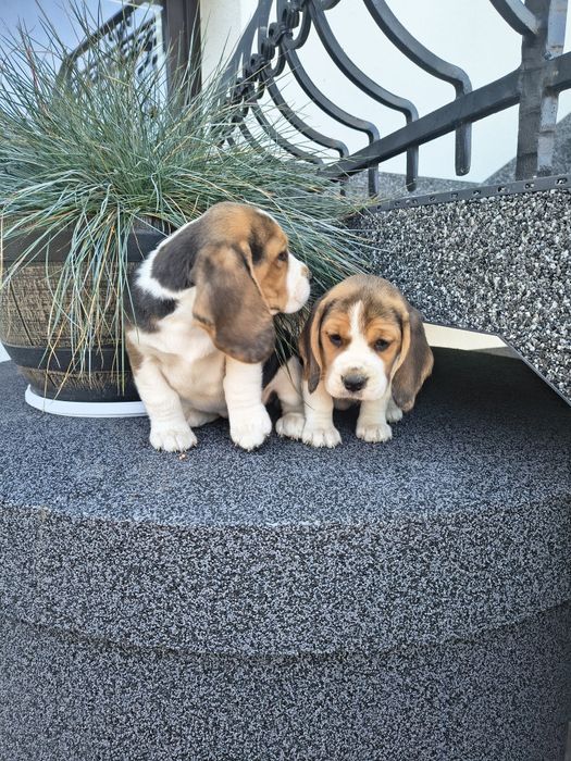 Beagle szczenięta