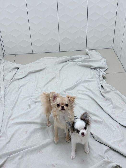 Dziewczynka chihuahua FCi