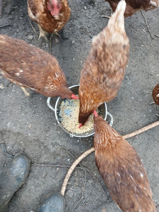 coelhos e e galinhas 8€ kg