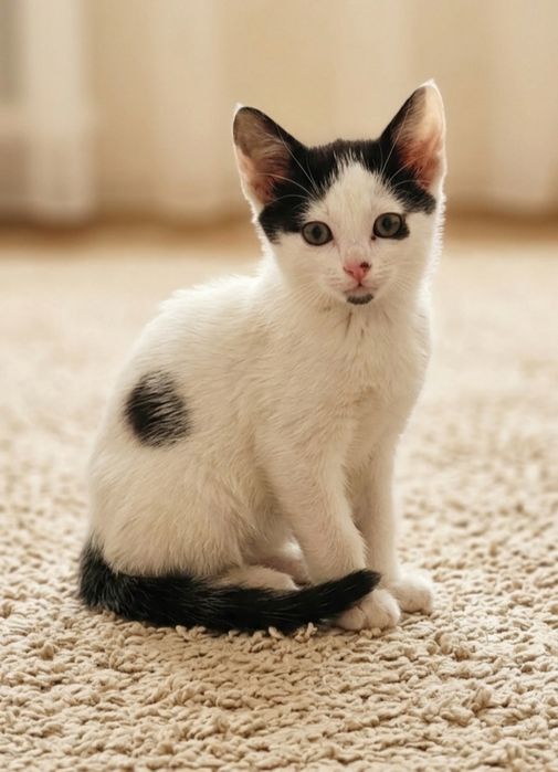 ВНИМАНИЕ! Котята 2 мес мальчики ДНІПРО