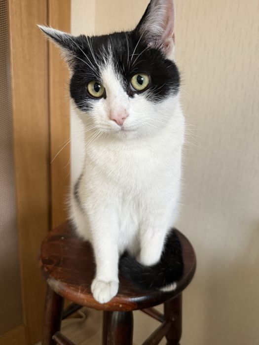 Kocurek Kubuś do adopcji