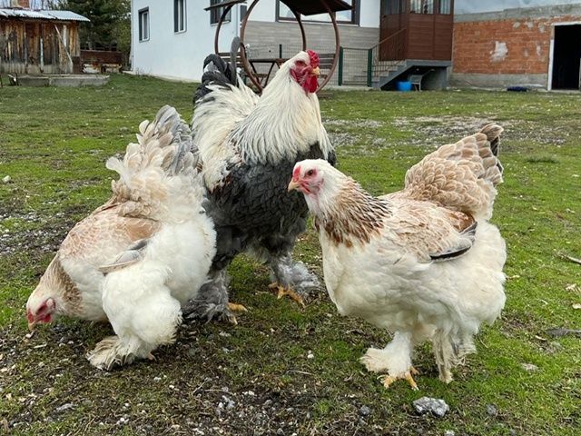 Яйце для інкубації, курчата, Фавероль - лоcоceвa.