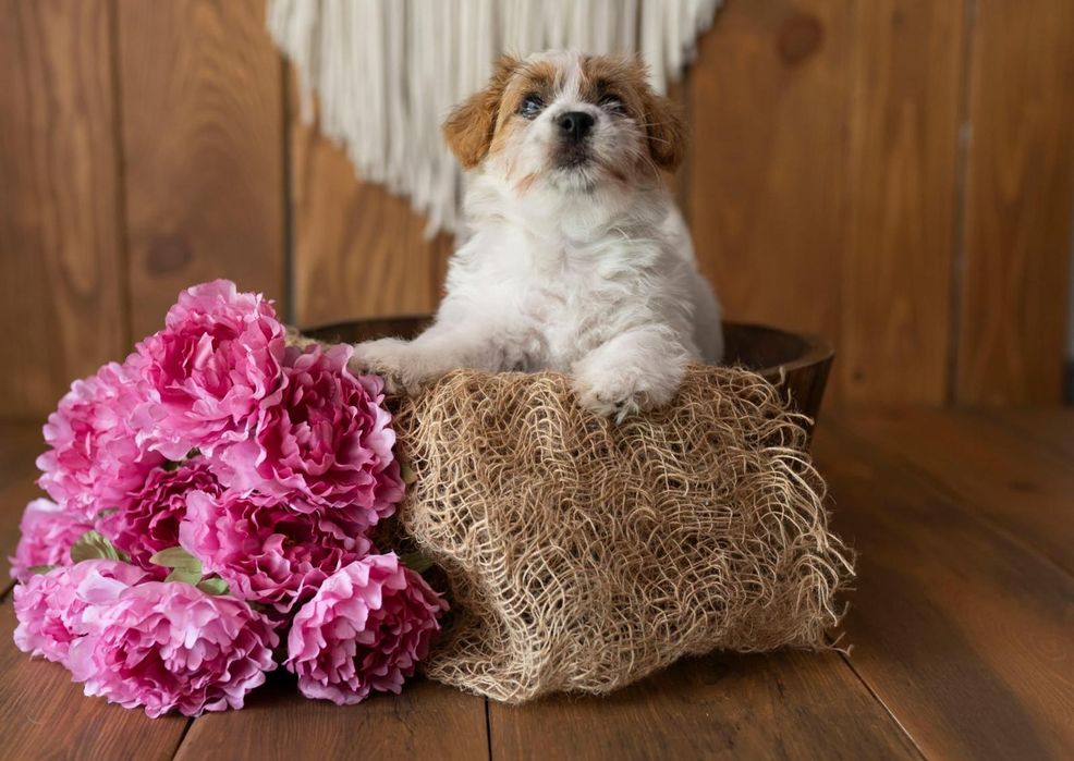 Piękna Suczka Jack Russell Terrier HONOKA , FCI , ZKwP!