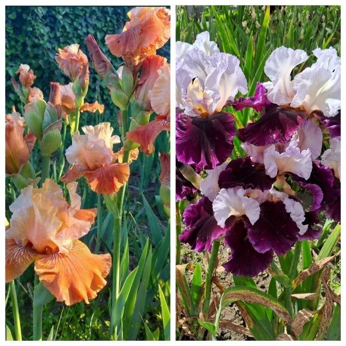 Набор ирисов 15 сортов