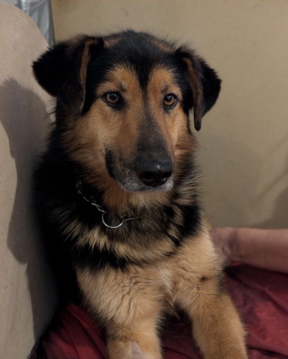 Borowik uratowany z  schroniska szuka ukochanego domu