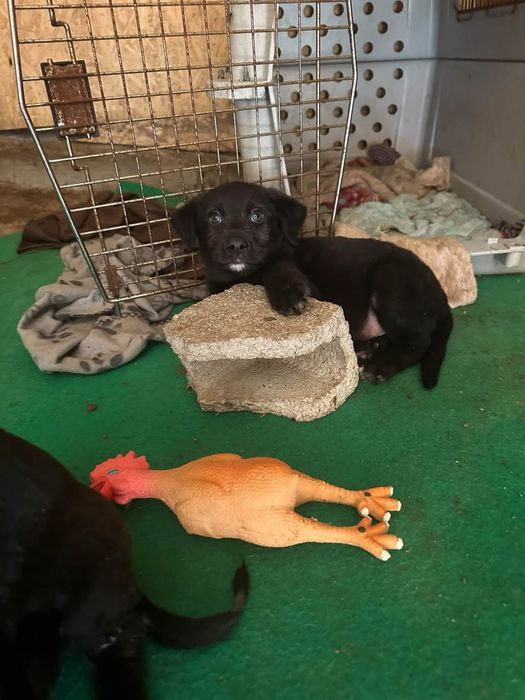 Cachorros para adoção